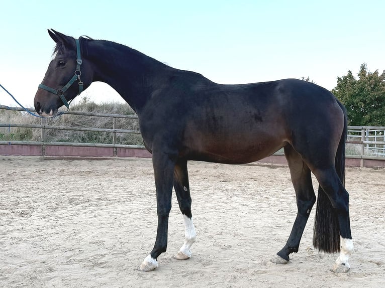 Hannoveraan Merrie 3 Jaar 168 cm Donkerbruin in Isernhagen