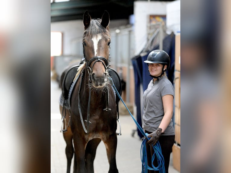 Hannoveraan Merrie 3 Jaar 168 cm Donkerbruin in Isernhagen