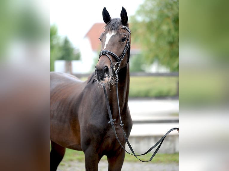Hannoveraan Merrie 3 Jaar 168 cm Donkerbruin in Isernhagen