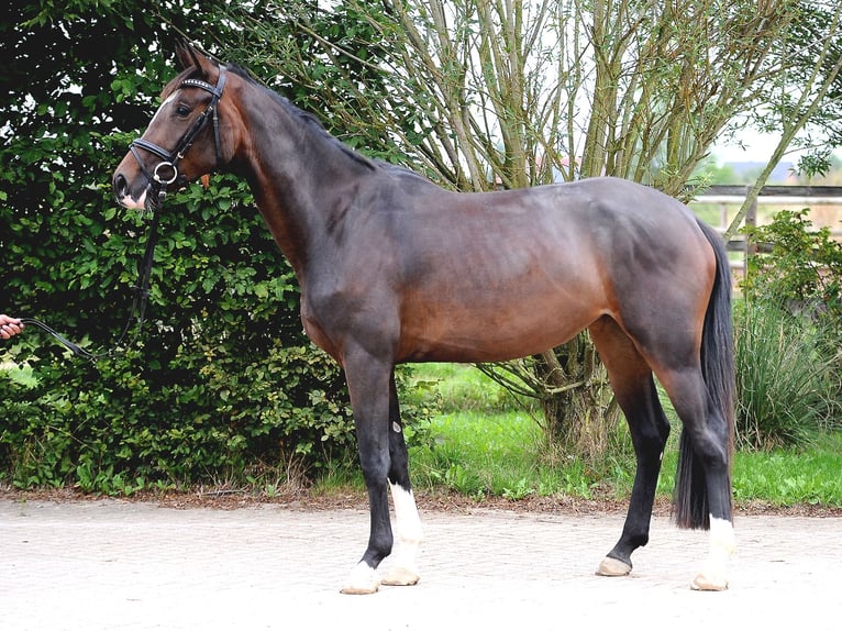 Hannoveraan Merrie 3 Jaar 168 cm Donkerbruin in Isernhagen