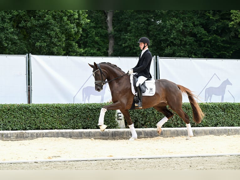 Hannoveraan Merrie 3 Jaar 168 cm Donkere-vos in Bad Bevensen