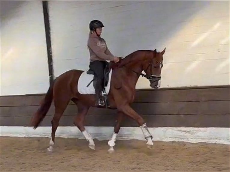 Hannoveraan Merrie 3 Jaar 168 cm Donkere-vos in Verden (Aller)