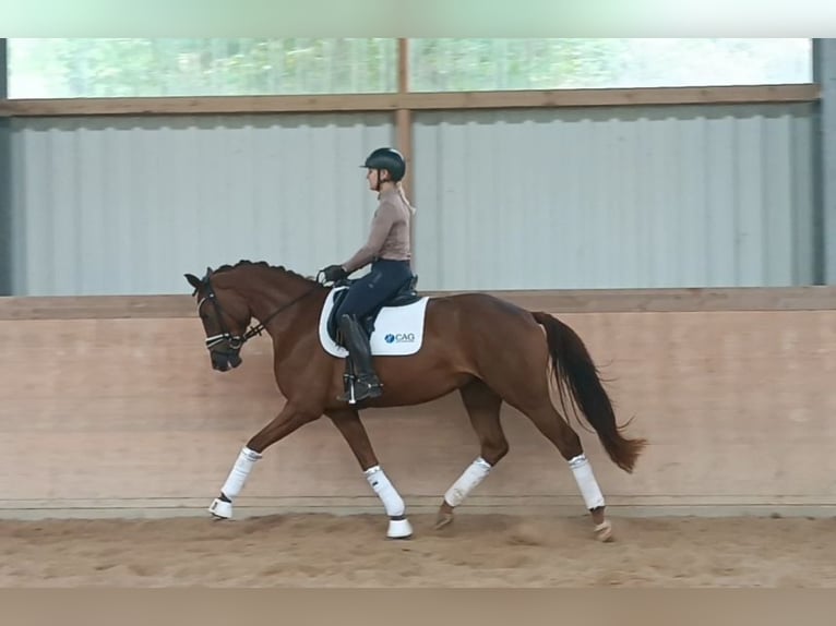 Hannoveraan Merrie 3 Jaar 168 cm Donkere-vos in Plech