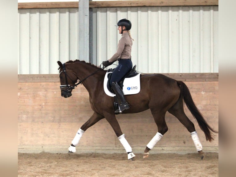 Hannoveraan Merrie 3 Jaar 168 cm Donkere-vos in Plech