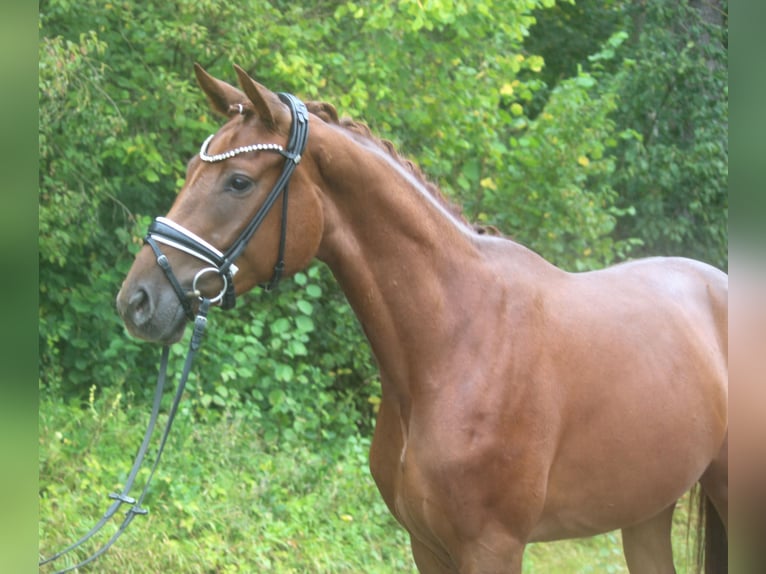 Hannoveraan Merrie 3 Jaar 168 cm Donkere-vos in Plech