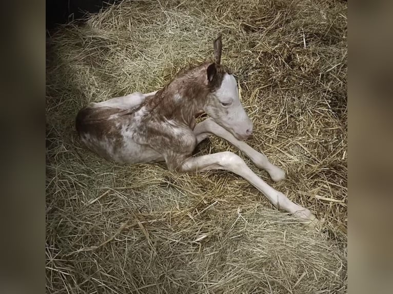 Hannoveraan Merrie 3 Jaar 168 cm in Hamersen