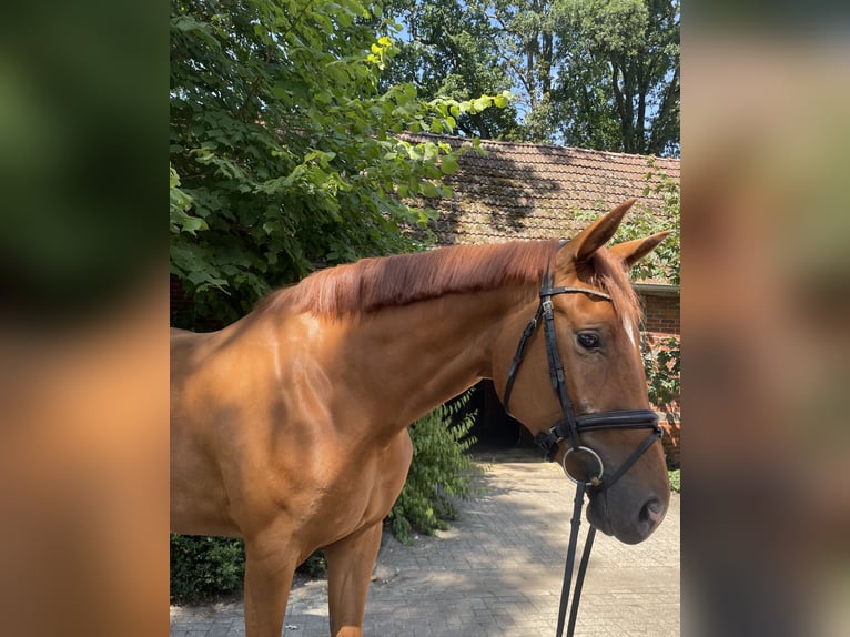 Hannoveraan Merrie 3 Jaar 168 cm Vos in Beesten