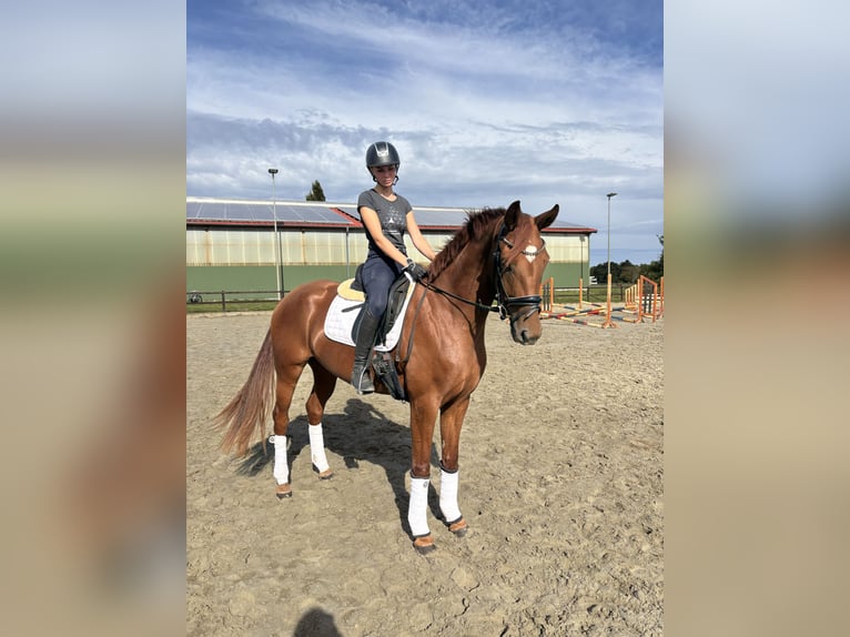 Hannoveraan Merrie 3 Jaar 168 cm Vos in Hamburg Osdorf