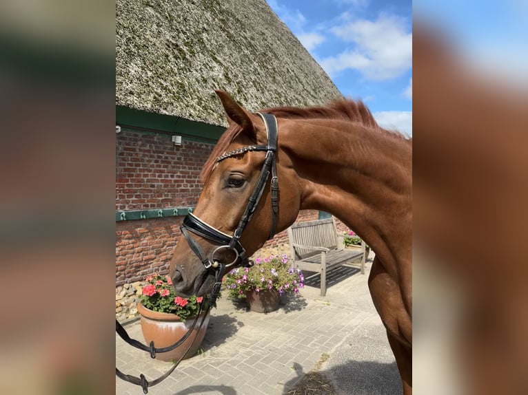 Hannoveraan Merrie 3 Jaar 168 cm Vos in Hamburg Osdorf