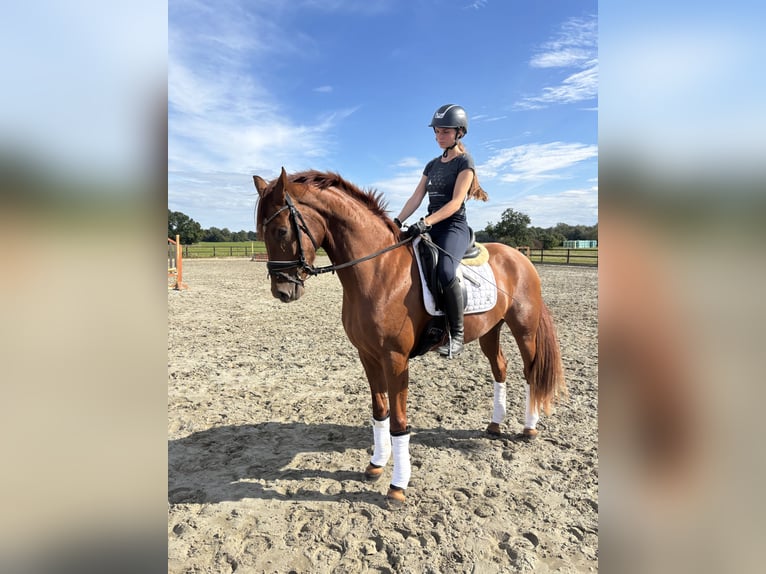 Hannoveraan Merrie 3 Jaar 168 cm Vos in Hamburg Osdorf