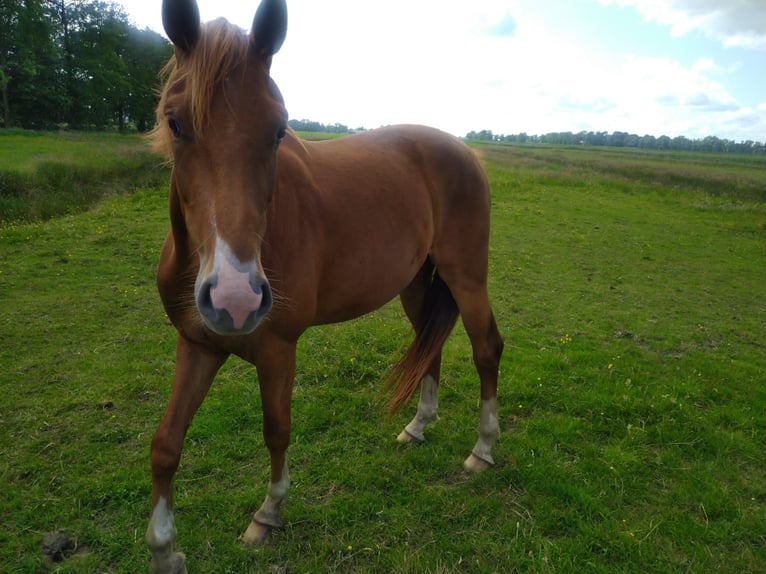 Hannoveraan Merrie 3 Jaar 168 cm Vos in Ihlienworth
