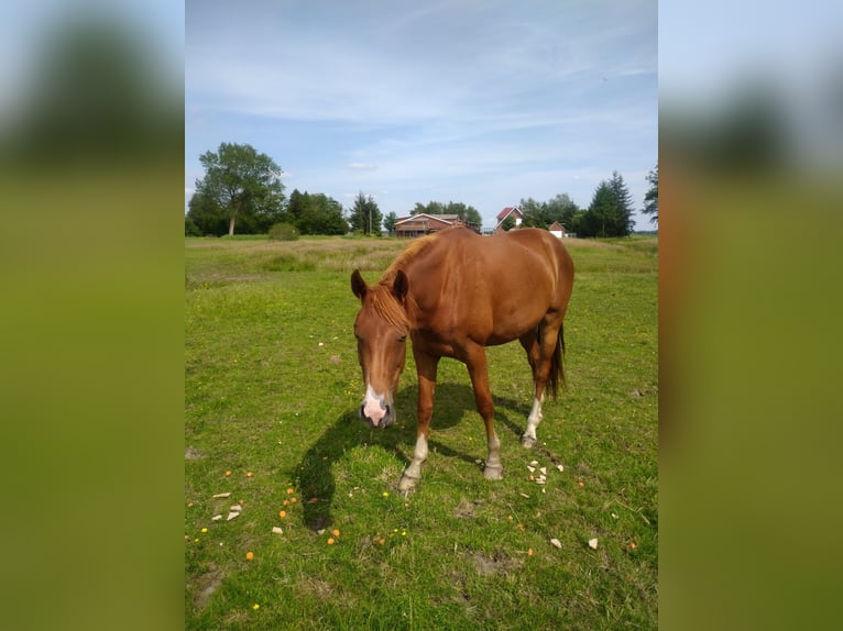 Hannoveraan Merrie 3 Jaar 168 cm Vos in Ihlienworth
