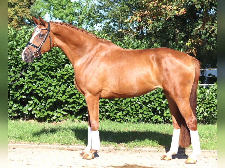 Hannoveraan Merrie 3 Jaar 168 cm Vos in Selsingen