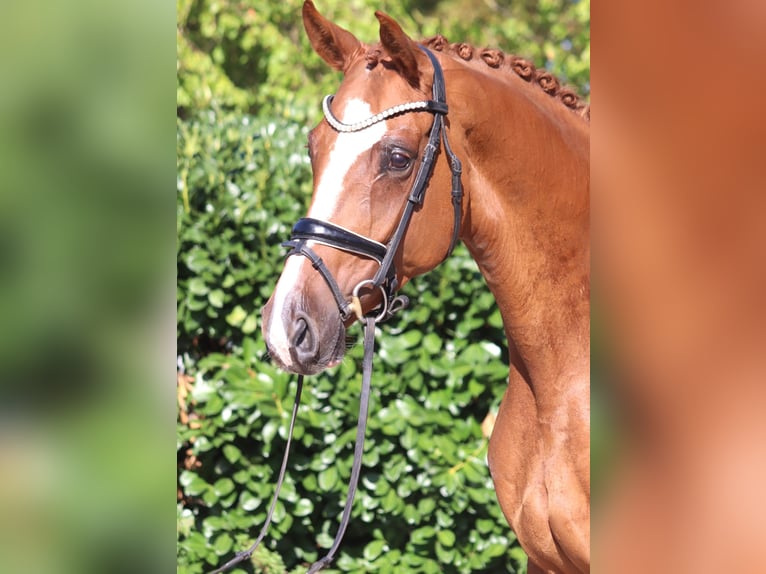 Hannoveraan Merrie 3 Jaar 168 cm Vos in Selsingen