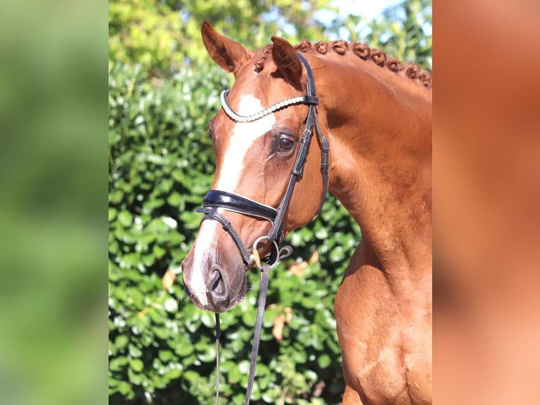 Hannoveraan Merrie 3 Jaar 168 cm Vos in Selsingen