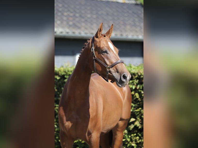 Hannoveraan Merrie 3 Jaar 168 cm Vos in Zieuwent