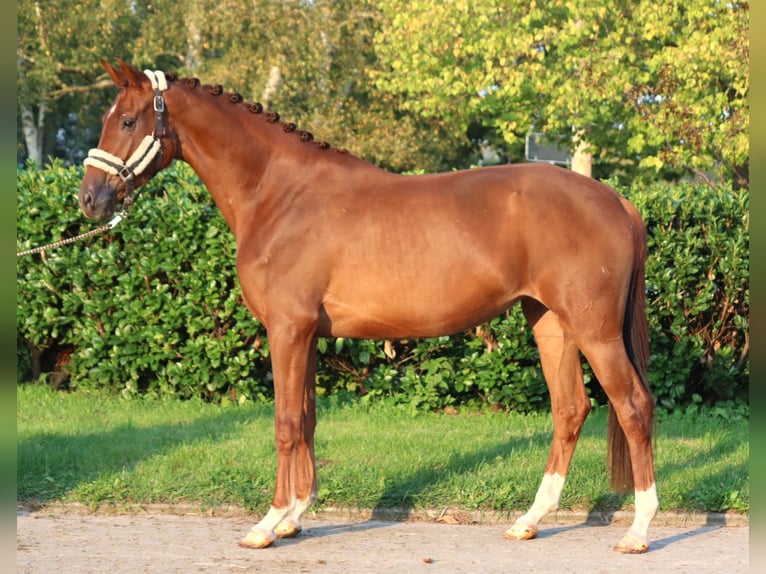 Hannoveraan Merrie 3 Jaar 168 cm Vos in Selsingen