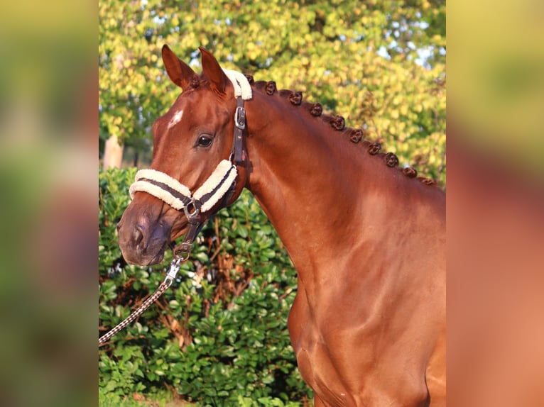 Hannoveraan Merrie 3 Jaar 168 cm Vos in Selsingen