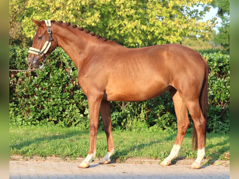 Hannoveraan Merrie 3 Jaar 168 cm Vos in Selsingen