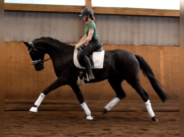 Hannoveraan Merrie 3 Jaar 168 cm Zwart in Fredenbeck