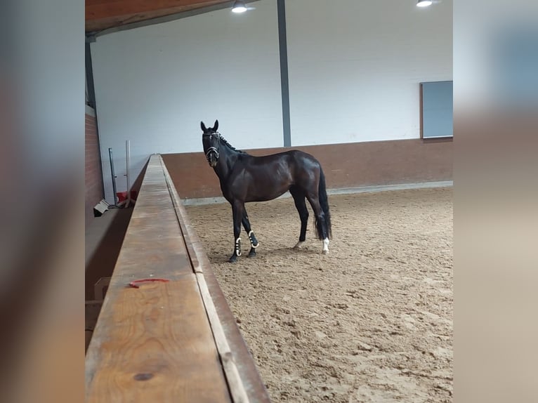 Hannoveraan Merrie 3 Jaar 168 cm Zwart in Dornum Nesse