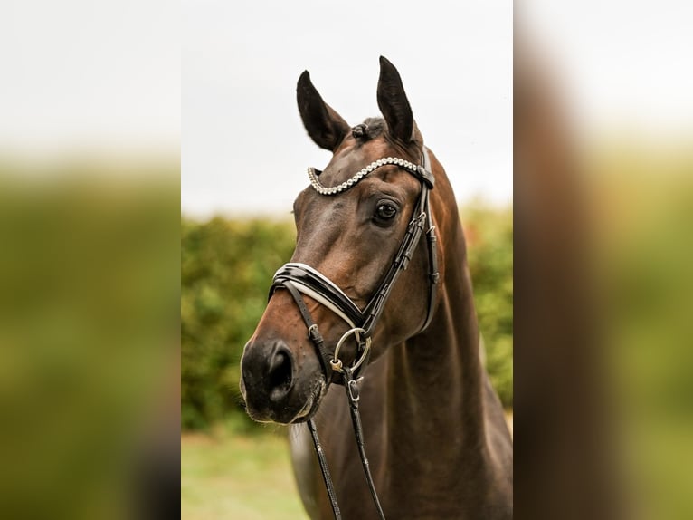 Hannoveraan Merrie 3 Jaar 168 cm Zwartbruin in Moers