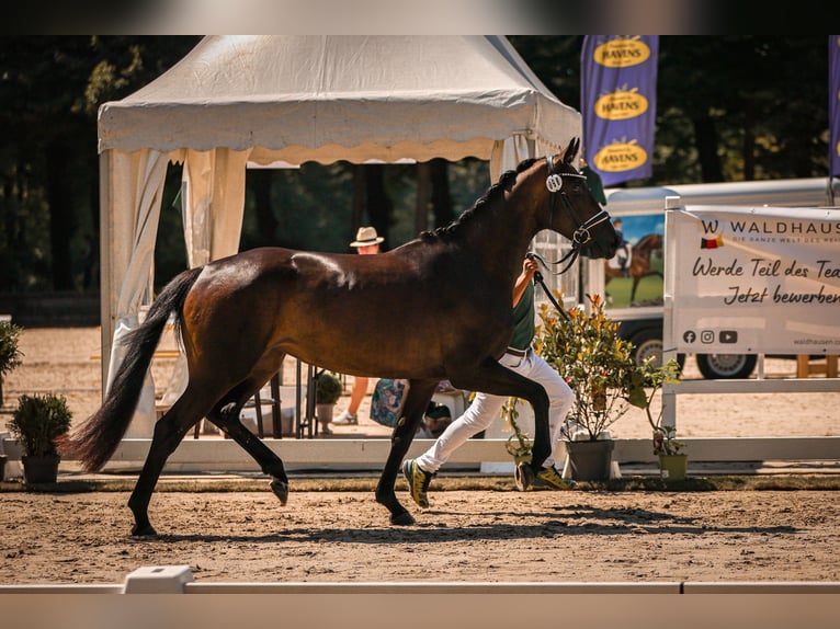 Hannoveraan Merrie 3 Jaar 168 cm Zwartbruin in Moers