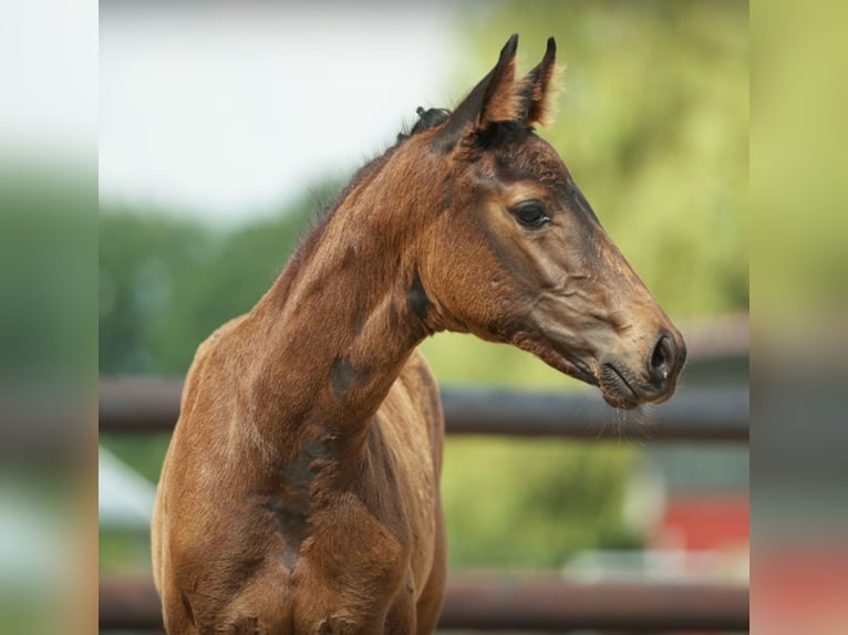 Hannoveraan Merrie 3 Jaar 168 cm Zwartbruin in Moers