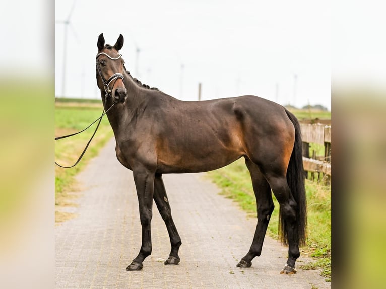 Hannoveraan Merrie 3 Jaar 168 cm Zwartbruin in Moers