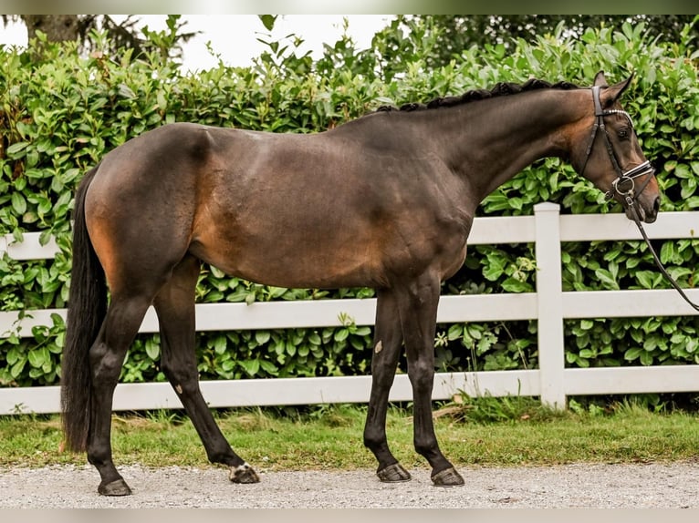 Hannoveraan Merrie 3 Jaar 168 cm Zwartbruin in Moers