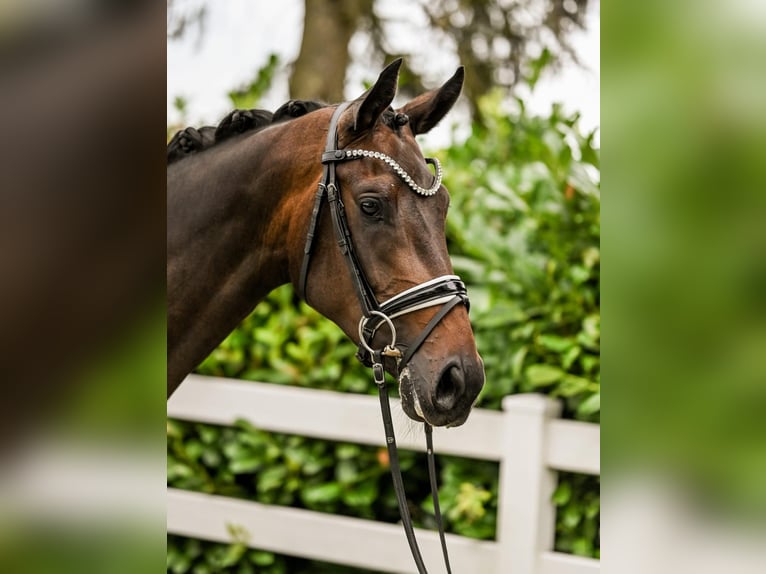 Hannoveraan Merrie 3 Jaar 168 cm Zwartbruin in Moers