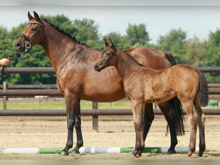 Hannoveraan Merrie 3 Jaar 168 cm Zwartbruin in Moers