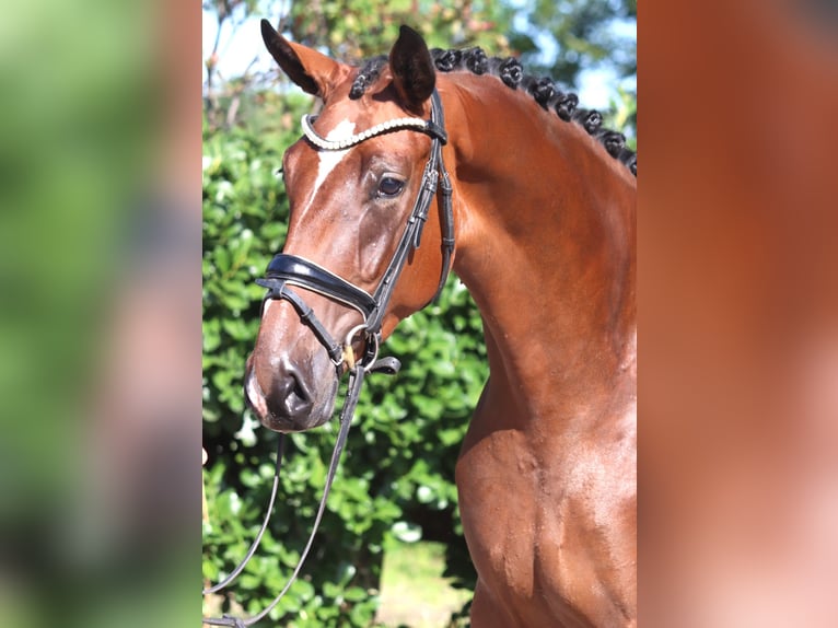 Hannoveraan Merrie 3 Jaar 169 cm Bruin in Selsingen