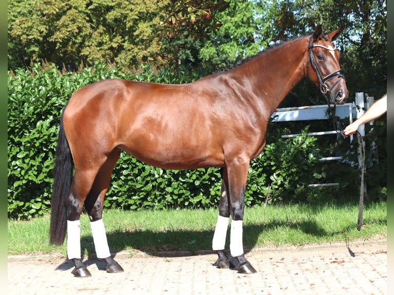 Hannoveraan Merrie 3 Jaar 169 cm Bruin in Selsingen
