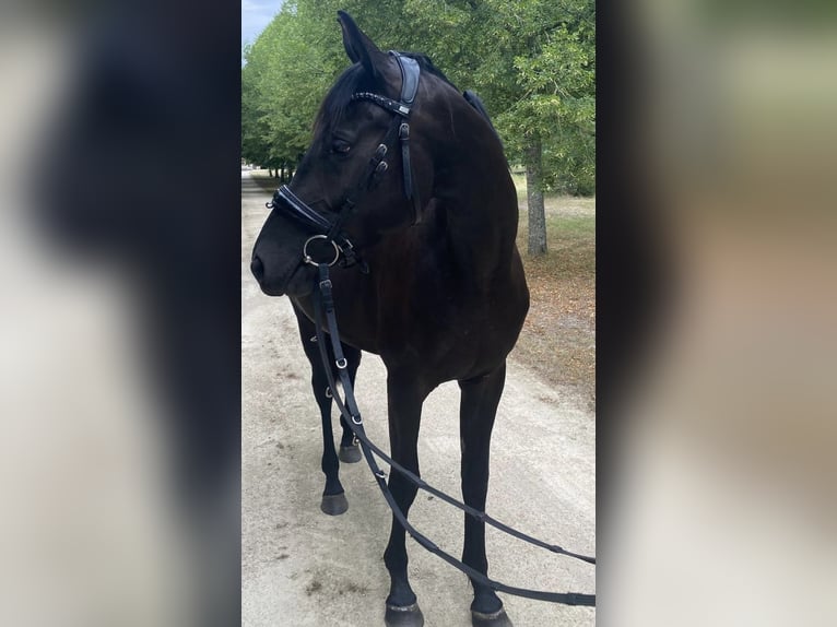 Hannoveraan Merrie 3 Jaar 169 cm Donkerbruin in Rheinsberg