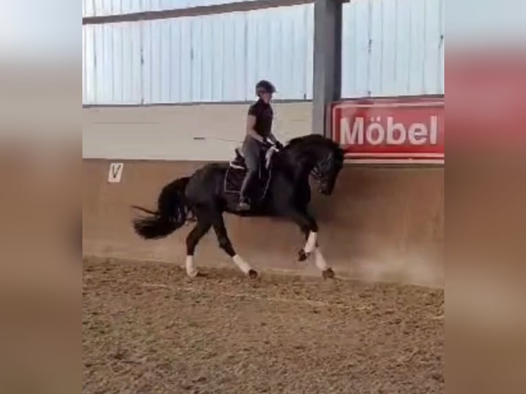 Hannoveraan Merrie 3 Jaar 169 cm Zwart in Basdahl