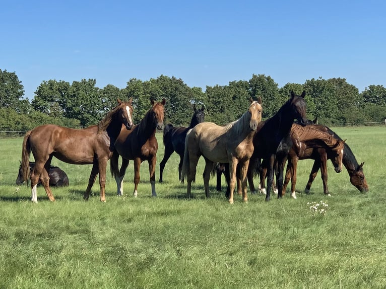 Hannoveraan Merrie 3 Jaar 169 cm Zwart in Löwenberger Land