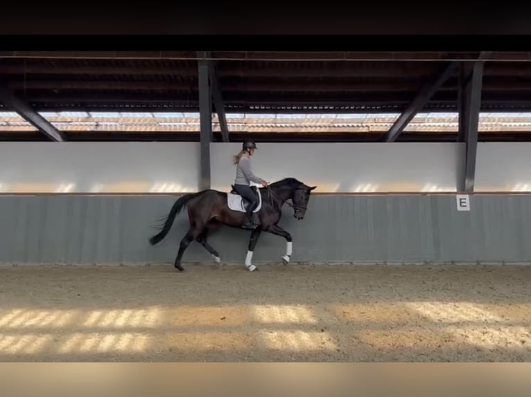 Hannoveraan Merrie 3 Jaar 169 cm Zwartbruin in Uetze