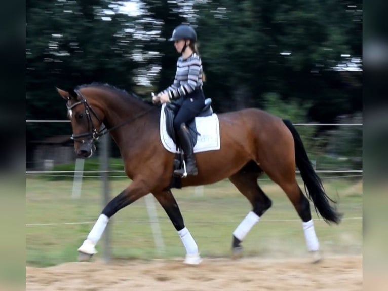 Hannoveraan Merrie 3 Jaar 170 cm Bruin in Fredenbeck