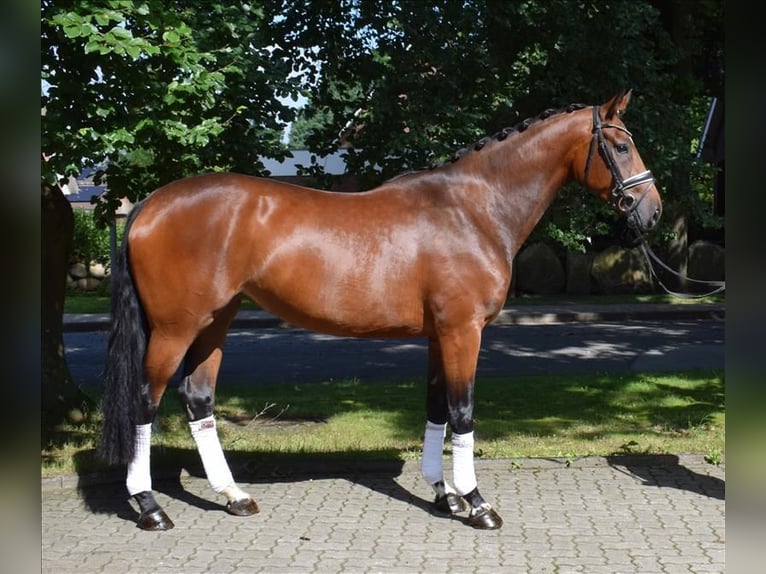 Hannoveraan Merrie 3 Jaar 170 cm Bruin in Fredenbeck