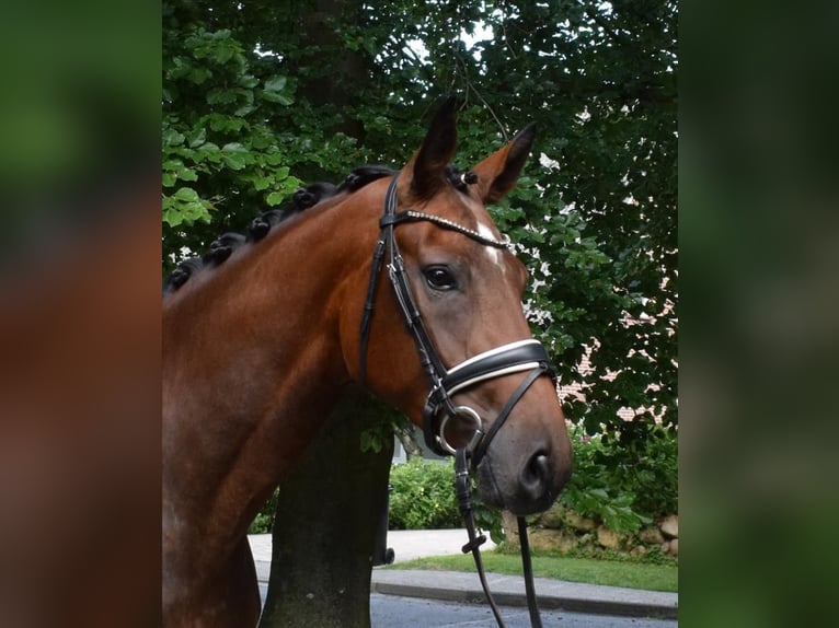 Hannoveraan Merrie 3 Jaar 170 cm Bruin in Fredenbeck