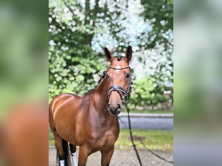 Hannoveraan Merrie 3 Jaar 170 cm Bruin in Fredenbeck