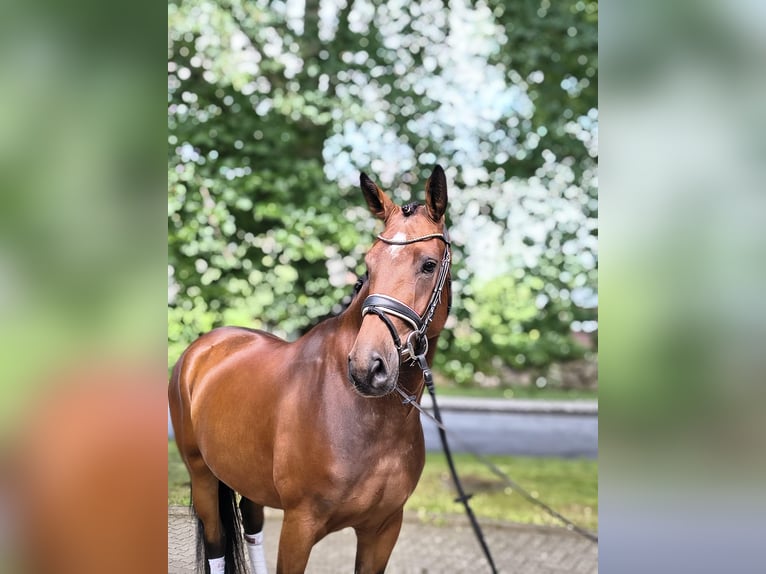Hannoveraan Merrie 3 Jaar 170 cm Bruin in Fredenbeck