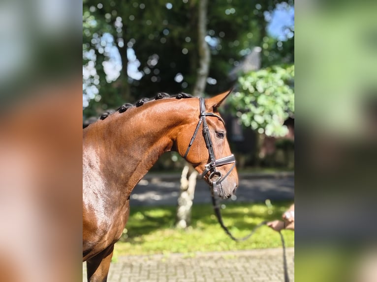 Hannoveraan Merrie 3 Jaar 170 cm Bruin in Fredenbeck
