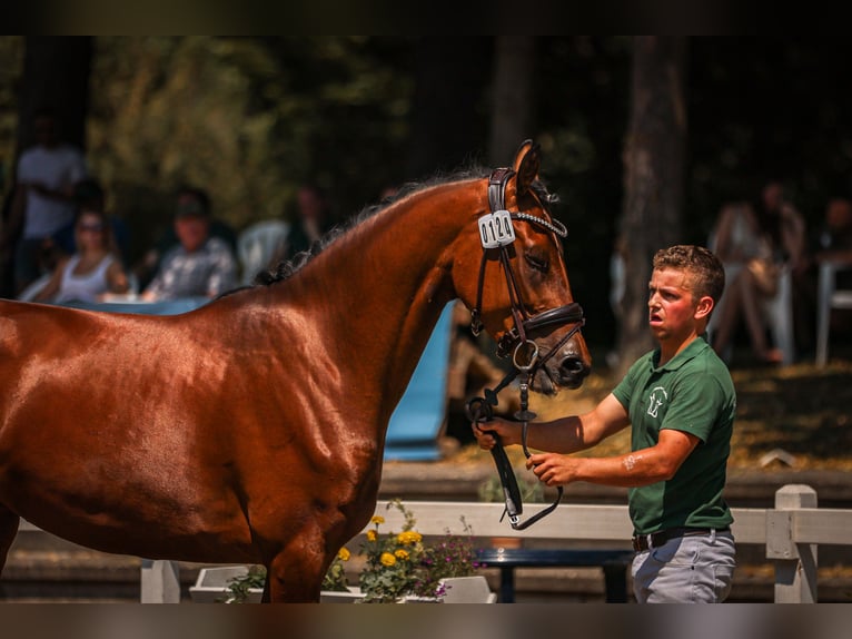 Hannoveraan Merrie 3 Jaar 170 cm Bruin in Moers