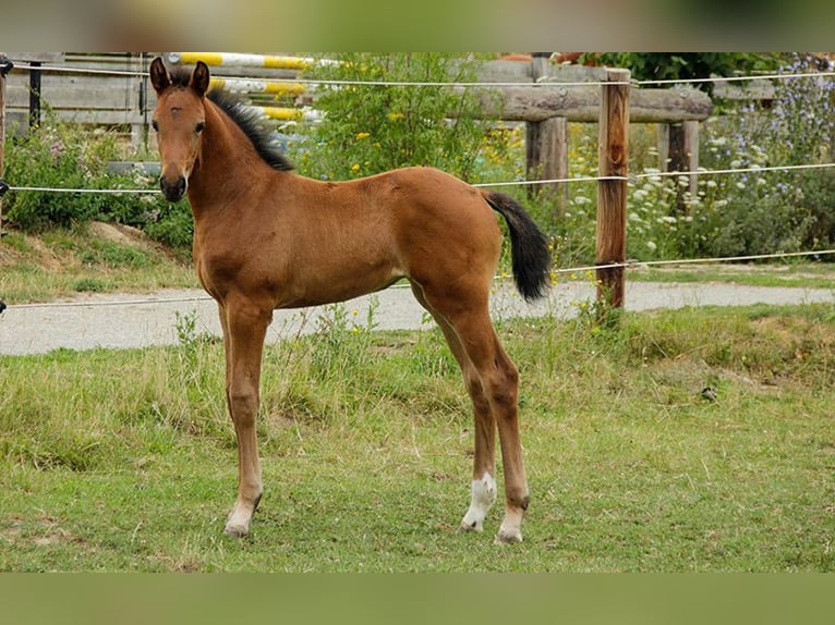 Hannoveraan Merrie 3 Jaar 170 cm Bruin in Neu-Eichenberg