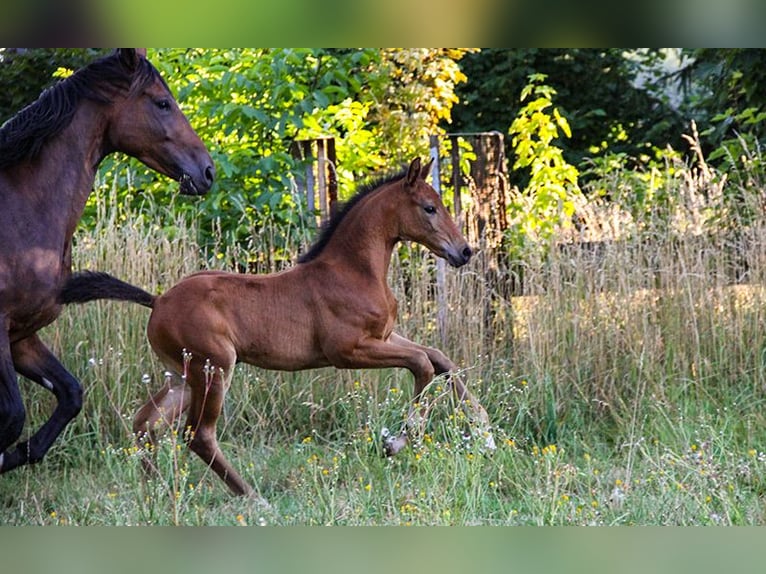 Hannoveraan Merrie 3 Jaar 170 cm Bruin in Neu-Eichenberg