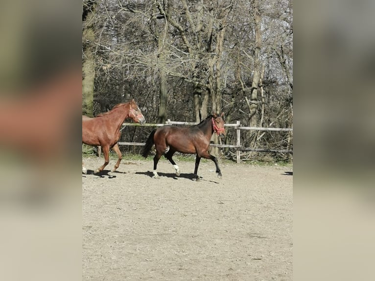 Hannoveraan Merrie 3 Jaar 170 cm Bruin in Vienenburg