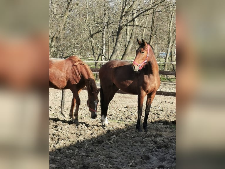 Hannoveraan Merrie 3 Jaar 170 cm Bruin in Vienenburg