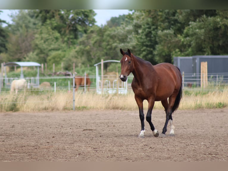 Hannoveraan Merrie 3 Jaar 170 cm Bruin in Oberkrämer